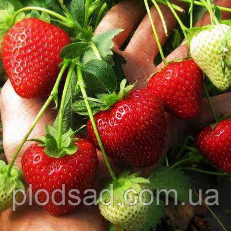 Полуниця Ерлі глоу