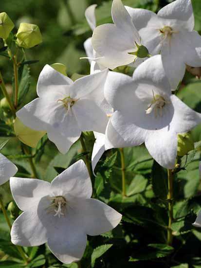 Корневще платикодона Вайт "White", 1 шт., Seminis, Нідерланди