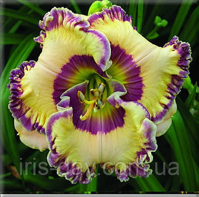 Лійник Keep On Looking Кіп Он Лукан (F.Smith-2010) (сажці), фото 1