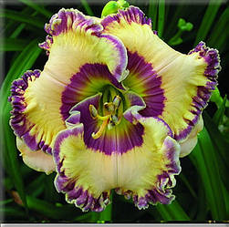 Лійник Keep On Looking Кіп Он Лукан (F.Smith-2010) (сажці)