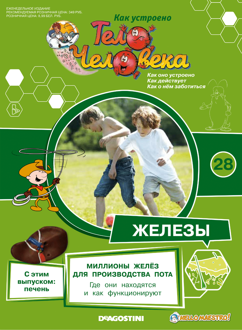 Як Влаштовано Тіло Людини (ДеАгостини) №28 Печінку, фото 1