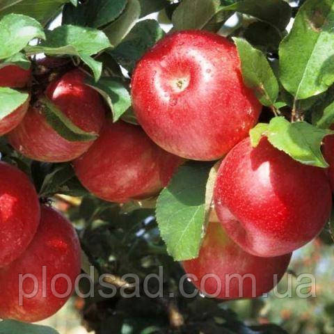Яблуня Гала Галаксі