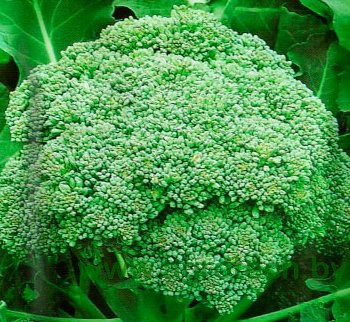 Насіння капусти броколі, Бесті F1, (2500семян), Syngenta, Швейцарія, фото 1