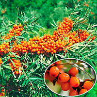 Обліпиха Великан