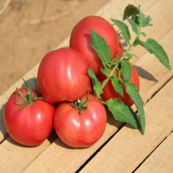 Насіння томату детермінантного, Хапінет F1, (1000семян), Syngenta, Швейцарія, фото 1