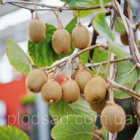 Саджанці ківі Соло (самоплідний) 2 роки С2