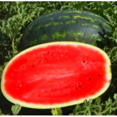 Насіння кавуна, Мірсіні F1, (1000семян), Syngenta, Швейцарія, фото 1