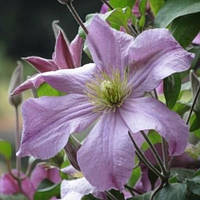 Клематис Madame Baron Veillard