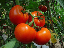 Насіння томату індетермінантного, Барібін F1, (500семян), Syngenta, Швейцарія