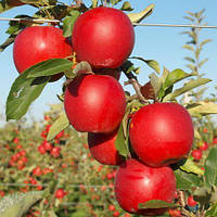 Яблуня Гала Маст