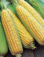 Семена кукурузы сахарные, Мореленд GSS 1453 F1, (100 000 семян), Syngenta, Швейцария