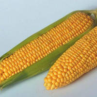 Семена кукурузы сахарной, Тайсон F1, (100000семян), Syngenta, Швейцария