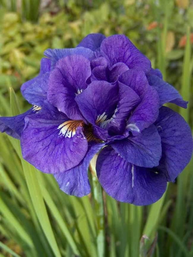 Корневще ірису (петушка) сибірського «Каблів», 1 шт., "Холанд Бульб Маркет", Нідерланди. 