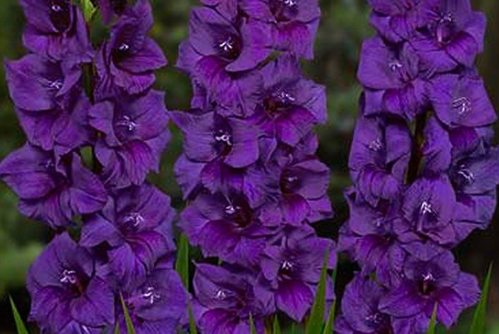Гладіолус Крупоцвітковий Purple Flora цибулини 3 шт., фото 1