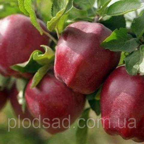 Яблуня Глостер