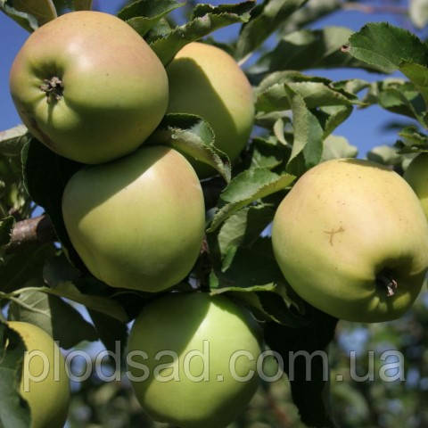 Яблуня Голден Резистент