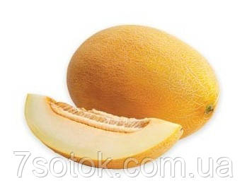 Насіння Дині "Раймонд F1", 1000 насінин.