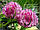 Конюшина (Клевер луговий) квітки 50 грамів, фото 2