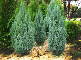 Кипарисовик Лавсона Ellwoodii 2 річний, Кипарисовик Лавсона Элвуди, Chamaecyparis lawsoniana Ellwoodii, фото 2