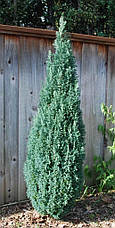 Кипарисовик Лавсона Ellwoodii 2 річний, Кипарисовик Лавсона Элвуди, Chamaecyparis lawsoniana Ellwoodii, фото 4