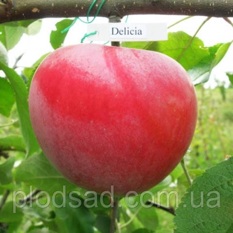 Яблуня Делічія