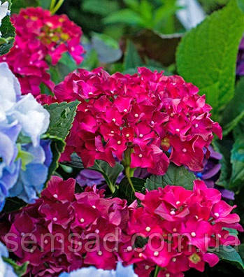 Гортензія крупнолисна Мася \ Hydrangea macrophylla "Masja" (саджанці 3 роки), фото 2