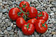 Насіння томату Зупинення F1 \ Prios F1 100 насінин Ergon seed, фото 3