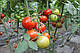 Насіння томату Зупинення F1 \ Prios F1 100 насінин Ergon seed, фото 6