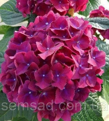Гортензія крупнолисна Мэджикал Рубиред \ Hydrangea macrophylla Magical Rubyred ( саджанці ), фото 1