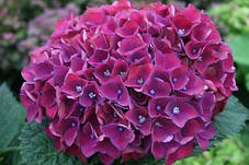 Гортензія крупнолисна Мэджикал Рубиред \ Hydrangea macrophylla Magical Rubyred ( саджанці ), фото 3