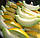 Насіння Дині "Роксолана F1", 1000 насінин., фото 4
