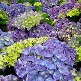 Гортензія крупнолисна "Джип Блю" \ Hydrangea macrophylla Jip Blue ( саджанці 3 роки )