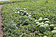 Насіння кавуна Маракеш F1/Marakesh F1, 500 насіння, Ergon seed, фото 4