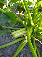Насіння кабачка Аміно (ES 621) F1 100 насіння Ergon seed