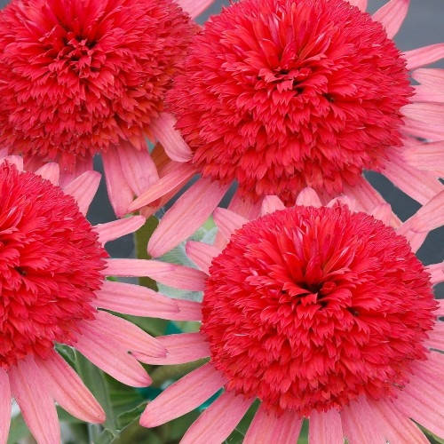 

Эхинацея Секрет Пэшн (Secret Passion)