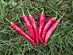 Насіння гіркого перцю ES 7520 F1 250 насіння Ergon seed