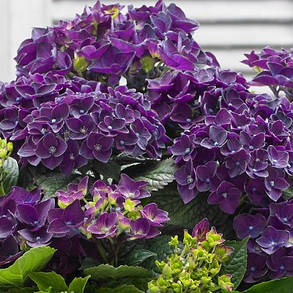 Гортензія крупнолисна Діп Пурпле Данс \ Hydrangea macrophylla Deep Purple Dance ( саджанці 3 роки ), фото 1