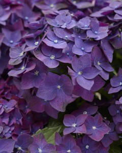 Гортензія крупнолисна Діп Пурпле Данс \ Hydrangea macrophylla Deep Purple Dance ( саджанці 3 роки ), фото 3