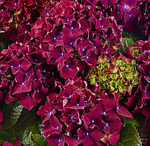 Гортензия крупнолисна " Ред Бьюти Ліла" \ Hydrangea macrophylla Red Beauty Lila ( саженцы 3 года), фото 4