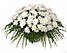 Красиві хризантеми на подарунок, фото 5