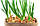 Насіння цибулі ріпчастої (короткого дня) "Дайтон F1", 10000 насінин., фото 3