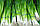 Насіння цибулі на перо Савел, 50000 насінин, фото 2