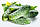 Насіння огірка Маринда F1 (Marinda F1), 1000 насінин., фото 4