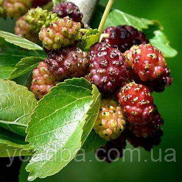 Шовковиця рожева Мереживо щеплена