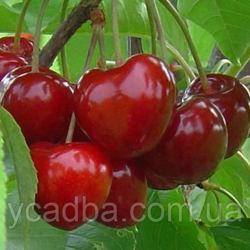 Черешня Самміт (пізня), фото 1