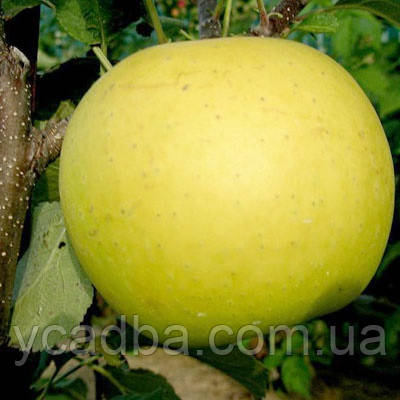 Яблуня Богемія Голд (зимова)