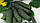 Насіння огірка Амур F1 (Amour F1), 1000 насінин., фото 4