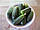 Насіння огірка Делпіна F1, 1000 насінин, фото 3