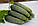 Насіння огірка Делпіна F1, 1000 насінин, фото 2