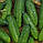 Насіння огірка Делпіна F1, 1000 насінин, фото 4